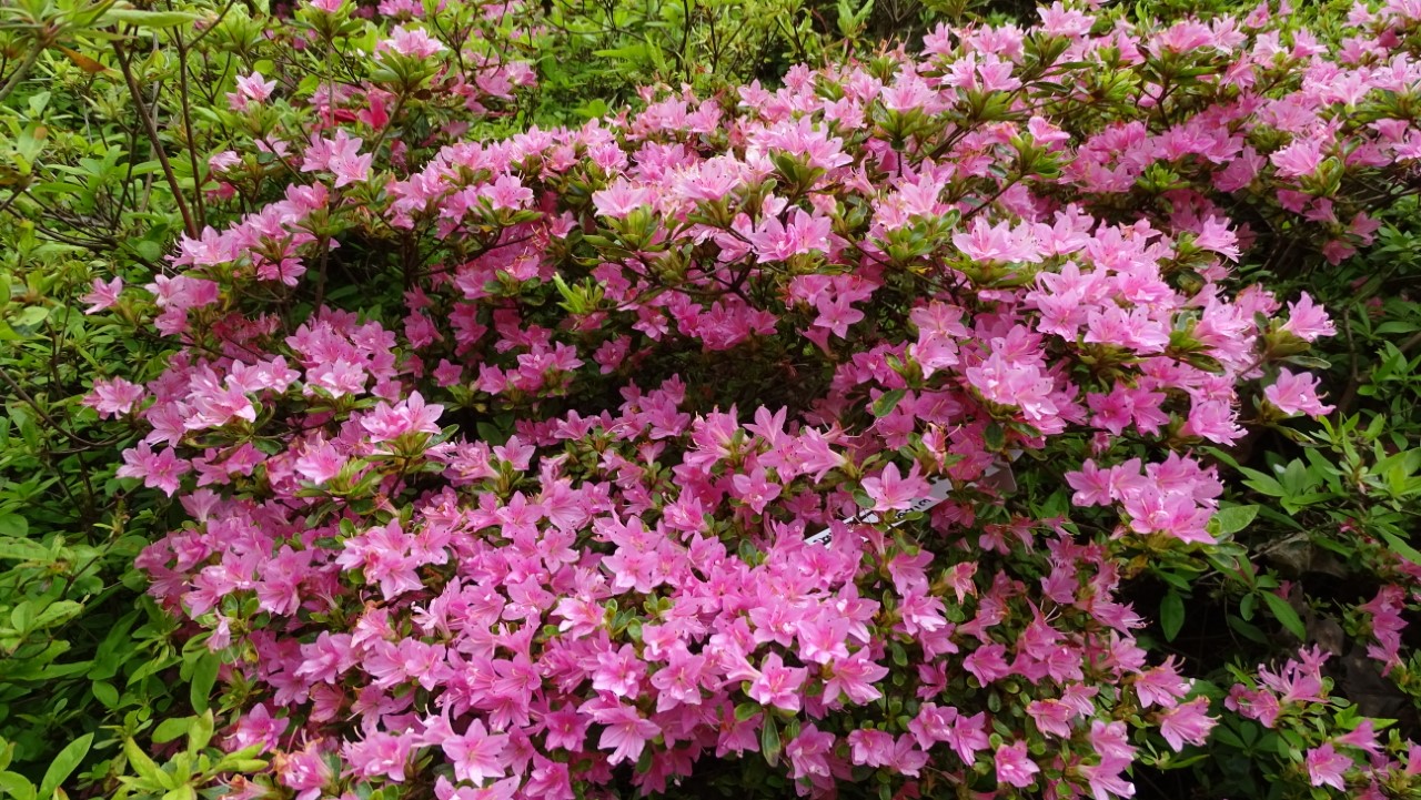 'Oino mezame' Wilson No 26